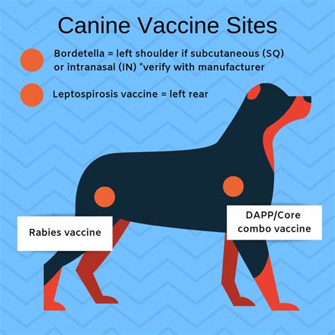 If you think you are exposed to <strong>rabies</strong>, act quickly! Get information on <strong>rabies vaccination</strong> patient assistance programs. . Can i give my dog rabies vaccine at home